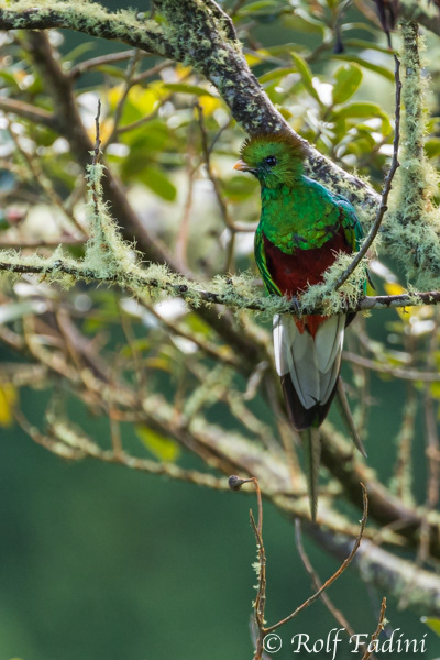 Quetzal (Pharomachrus mocinno) 06 - Männchen (Costa Rica)