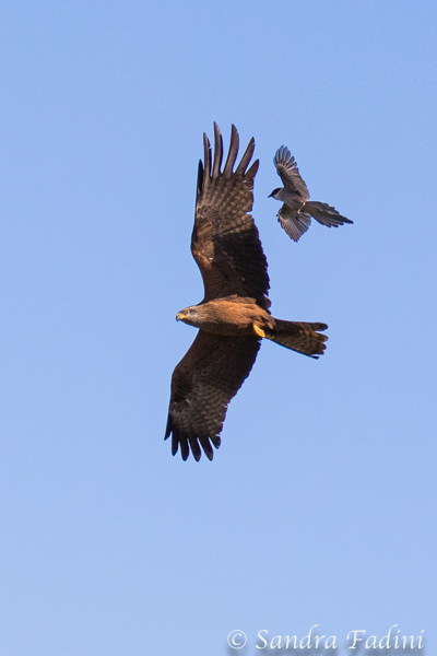 Schwarzmilan (Milvus migrans) 02 - wird von Blauelster (Cyanopica cyana) angegriffen (Spanien)