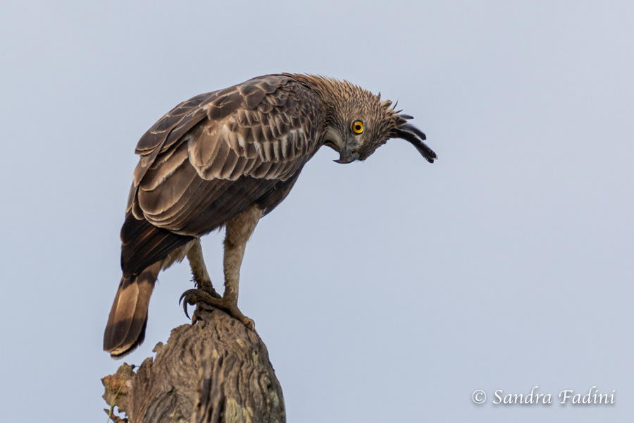 Haubenadler (Spizaetus cirrhatus) 03 - Sri Lanka