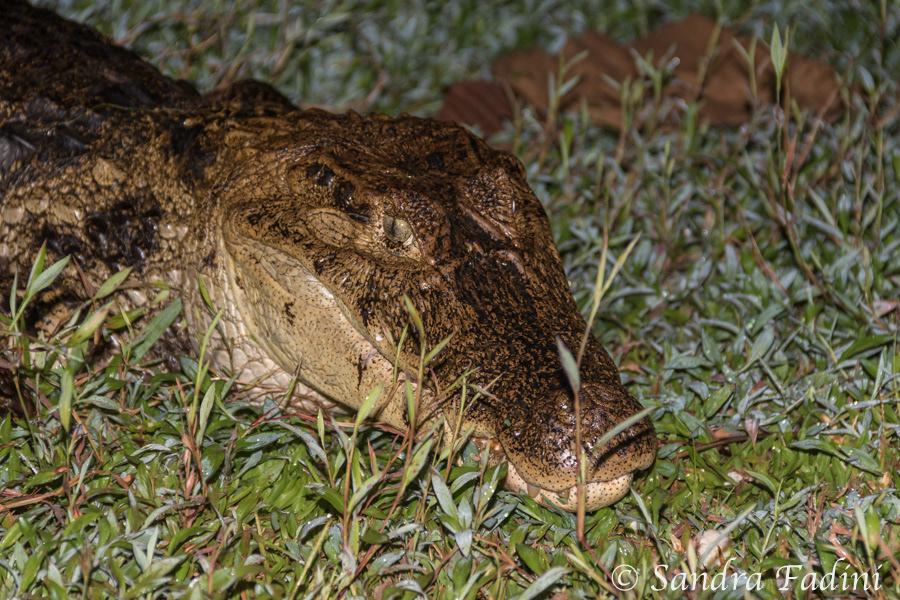 Krokodilkaiman (Caiman crocodilus) 06 - Costa Rica