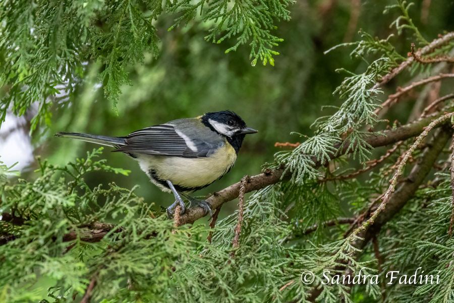 Kohlmeise (Parus major) 02