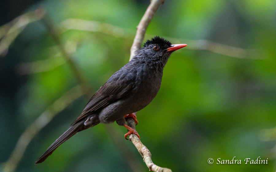 China-Rotschnabelbülbül (Hypsipetes leucocephalus) 03 - Sri Lanka