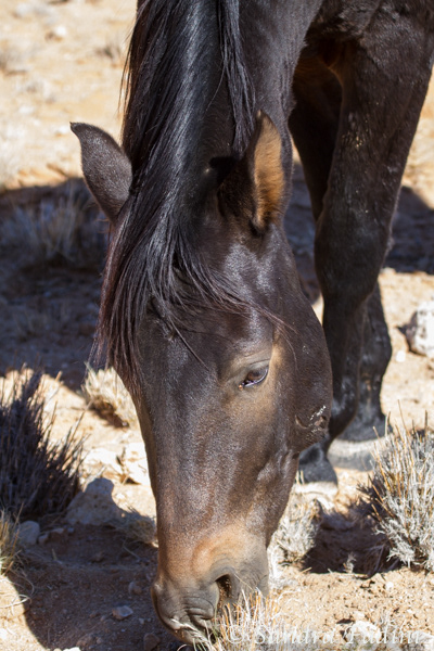 Namibische Wildpferde 04 - Namibia