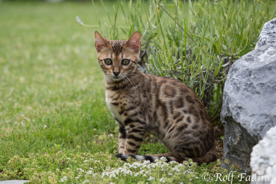 Bengal Katze 04 - Junge Katze