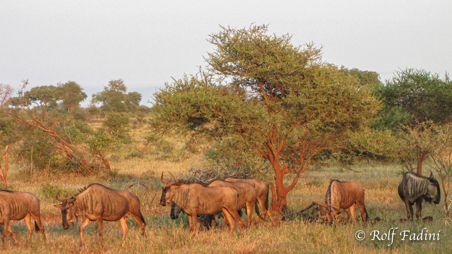 Streifengnu (Connochaetes taurinus) 05 - Südafrika
