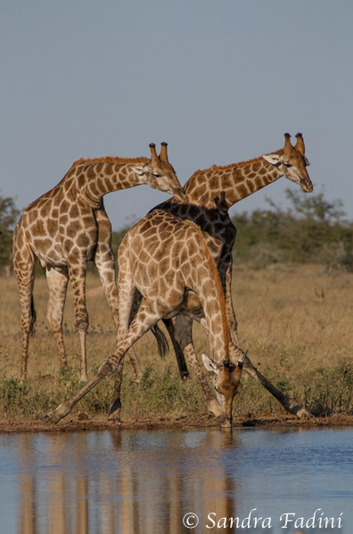 Angola-Giraffe (Giraffa giraffa angolensis) 05 - Namibia