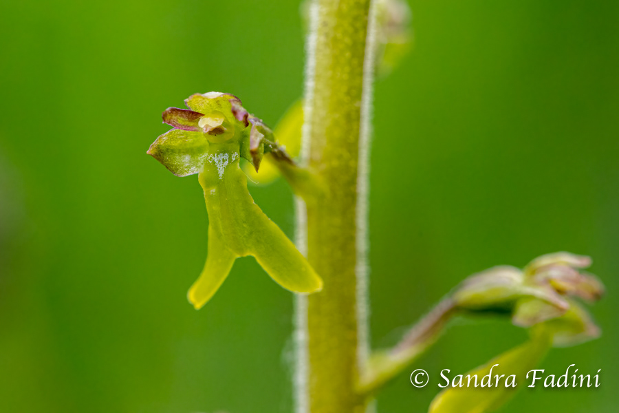 Großes Zweiblatt (Neottia ovata) 02