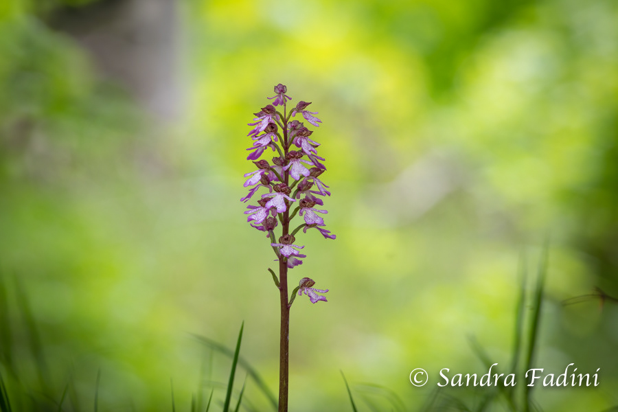 Purpur-Knabenkraut (Orchis purpurea) 03