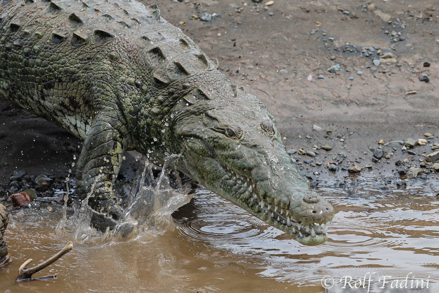 Spitzkrokodil (Crocodylus acutus) 02 - Costa Rica