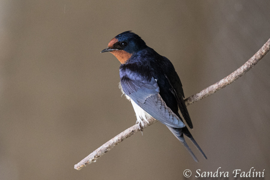 Rauchschwalbe (Hirundo rustica) 02 - Rumänien