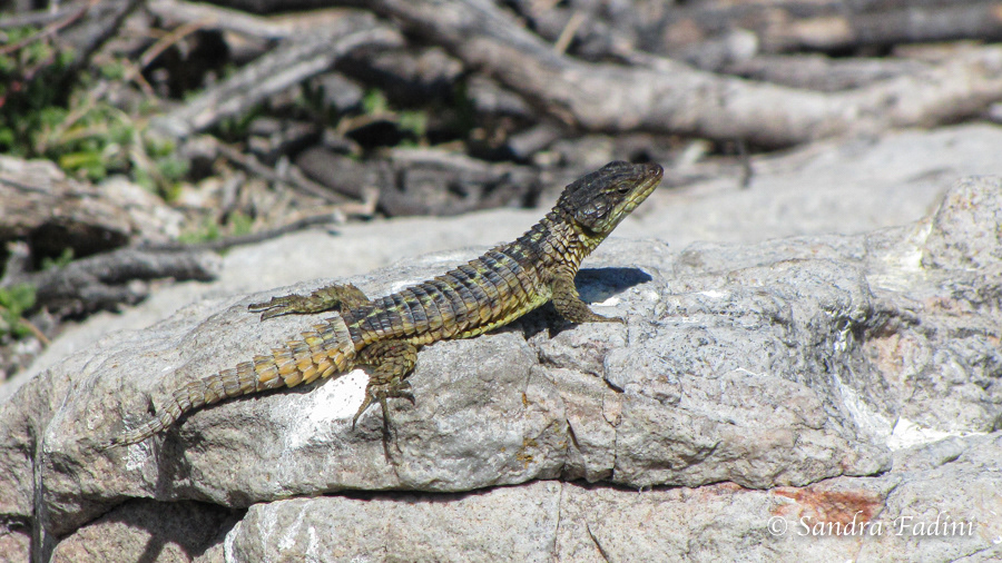 Zwerggürtelschweif (Cordylus cordylus) - Südafrika