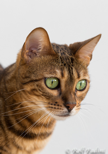 Bengal Katze 31 - Katze