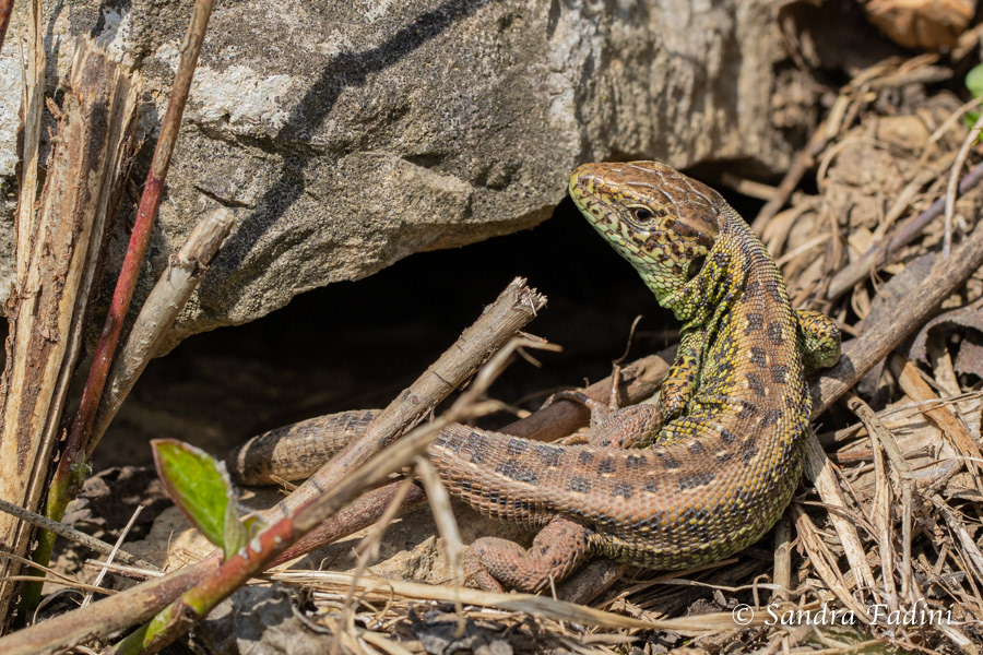 Zauneidechse (Lacerta agilis) 02 - Männchen