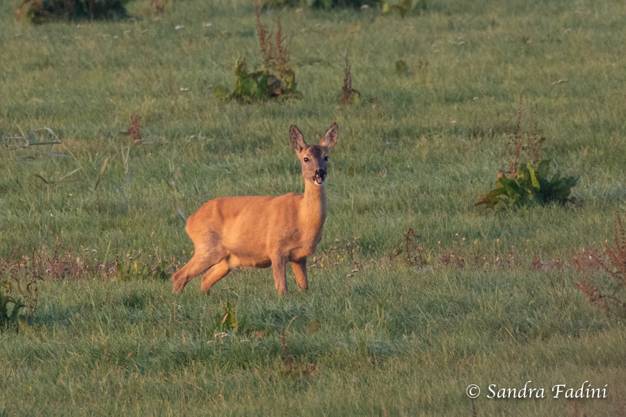 Reh (Capreolus capreolus) 07