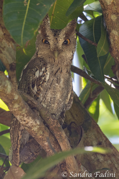 Mangroven-Kreischeule (Megascops cooperi) 01 - Costa Rica
