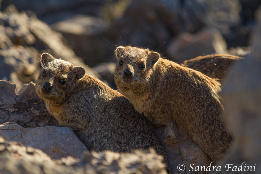 Klippschliefer (Procavia capensis) - Namibia