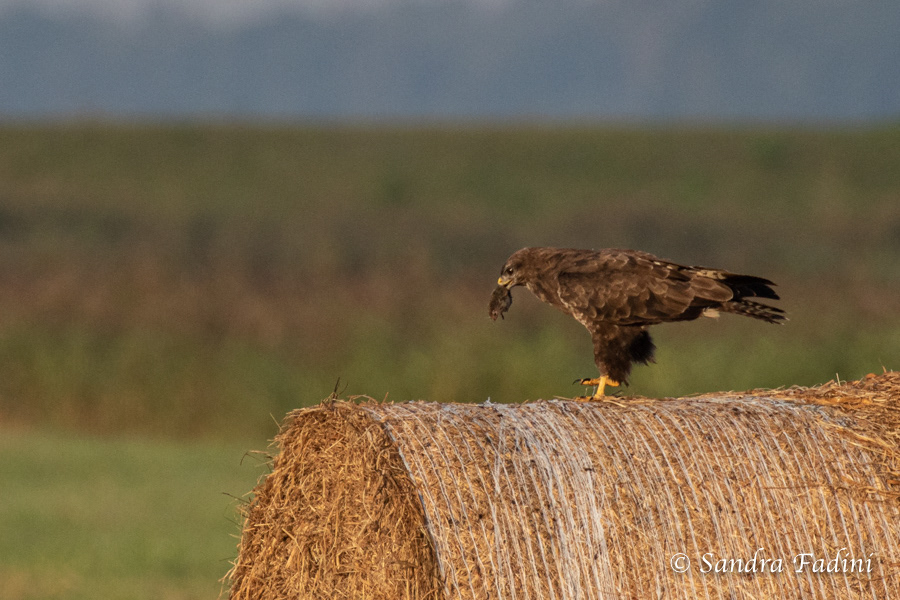 Mäusebussard (Buteo buteo) 02 - mit Maus