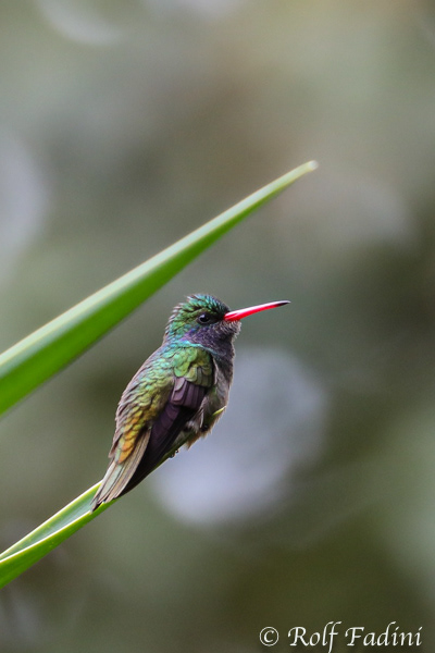 Goldschwanz-Saphirkolibri (Hylocharis eliciae) 01 - Costa Rica