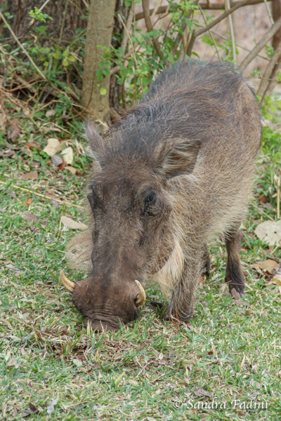 Warzenschwein (Phacochoerus africanus) 01 - Sambia