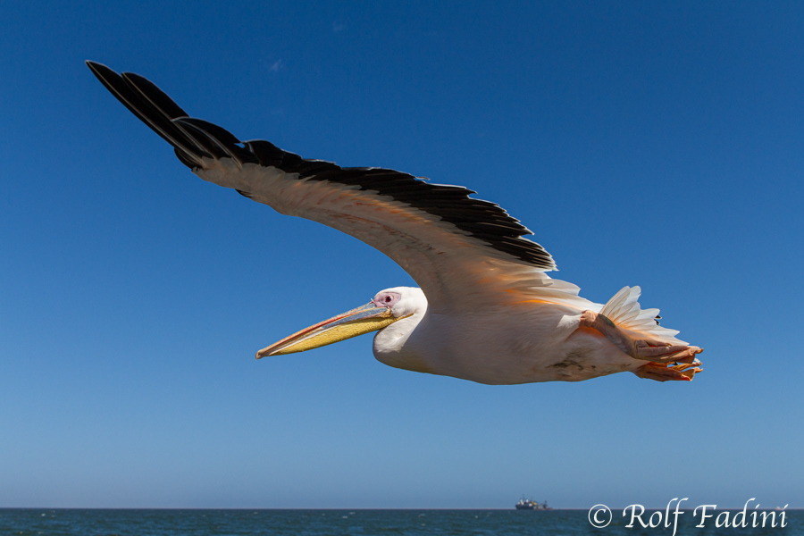 Rosapelikan (Pelecanus onocrotalus) 06 - Namibia