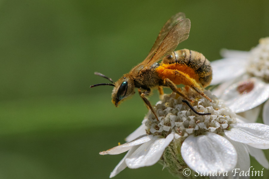 Goldgelbe Furchenbiene (Halictus subauratus) 04 - auf Sumpf-Schafgarbe (Achillea ptarmica)