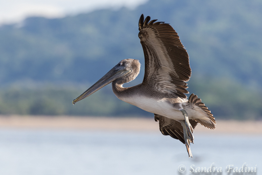 Braunpelikan (Pelecanus occidentalis) 10 - Costa Rica