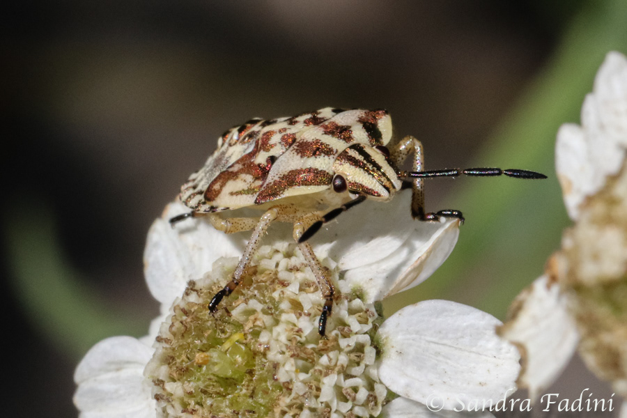 Purpur-Fruchtwanze (Carpocoris purpureipennis) 01 - Jung Nymphe im 1. Stadium