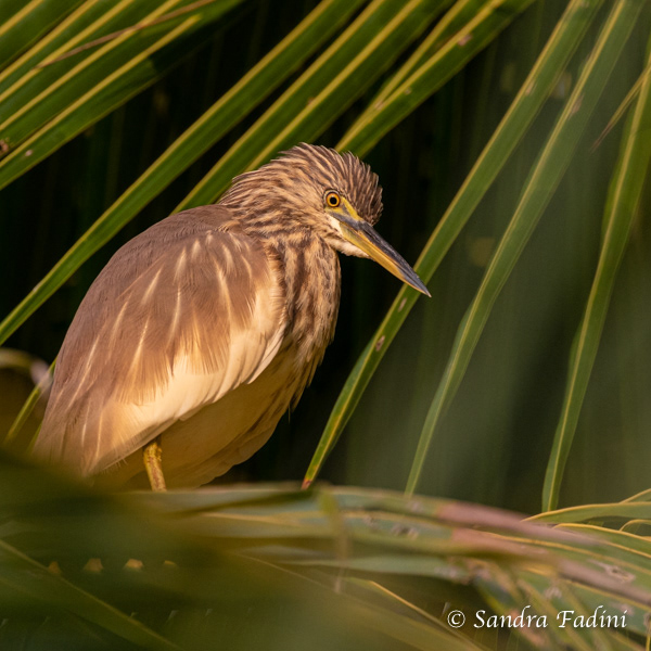 Paddyreiher (Ardeola grayii) 04 - Sri Lanka