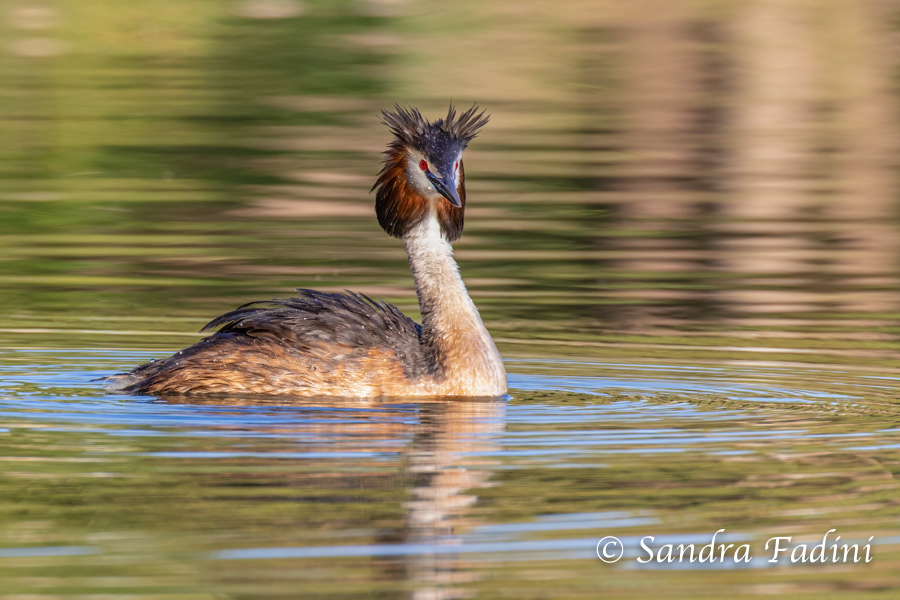 Haubentaucher (Podiceps cristatus) 01 - im Prachtkleid
