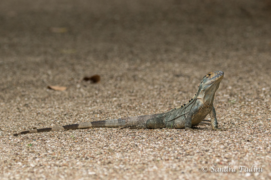 Gemeiner Schwarzleguan (Ctenosaura similis) 02 - Jungtier (Costa Rica)
