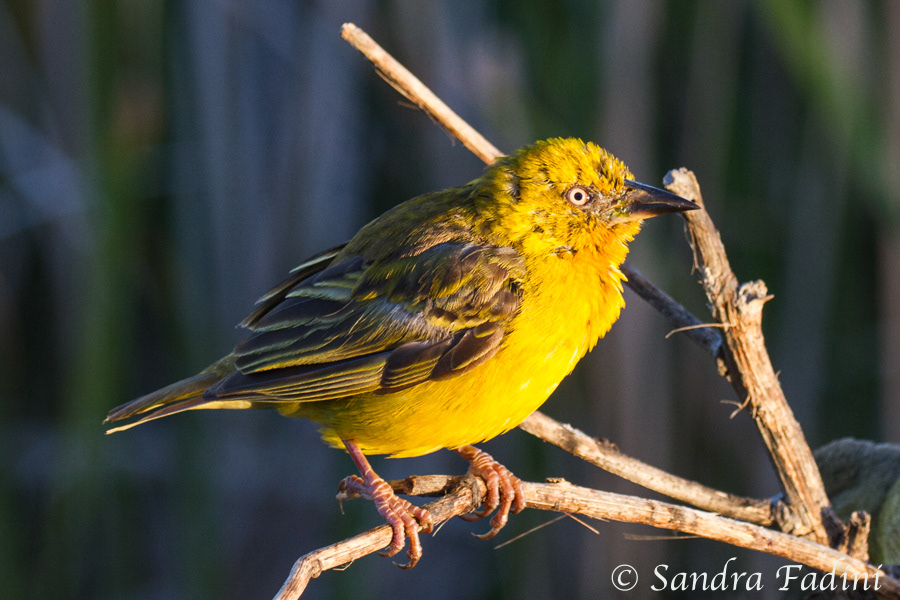Kapweber (Ploceus capensis) 02 - Männchen (Südafrika)