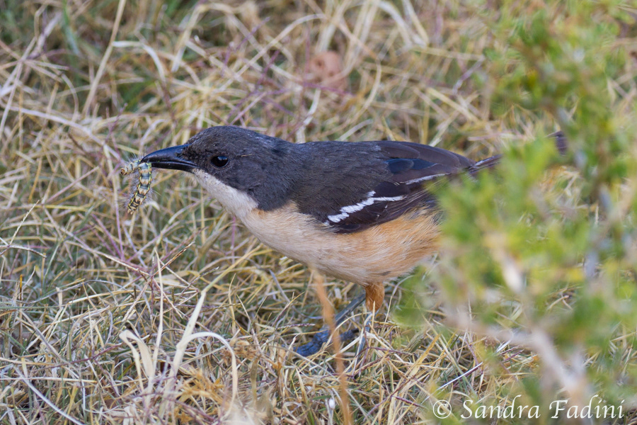 Flötenwürger (Laniarius ferrugineus) 02 - Südafrika