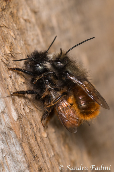 Gehörnte Mauerbienen (Osmia cornuta) 01 - Paarung
