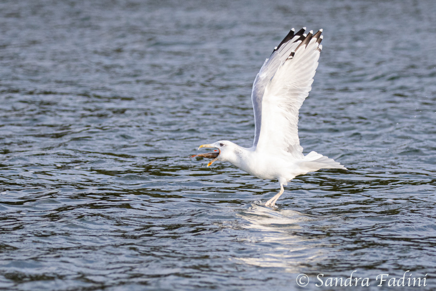 Silbermöwe (Larus argentatus) 03 - fängt Fisch