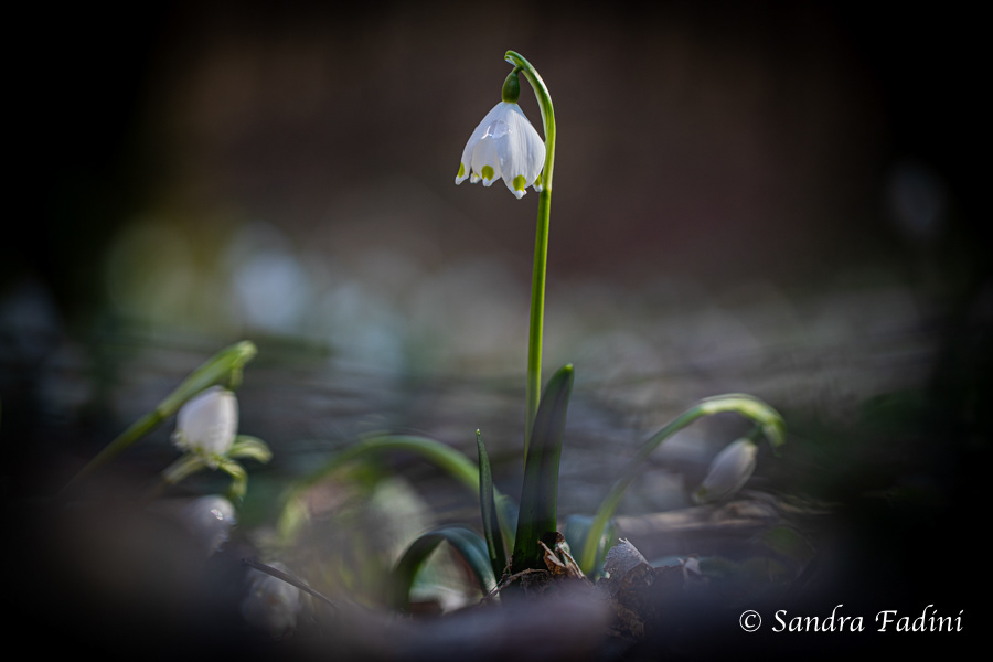 Frühlings-Knotenblume (Leucojum vernum) 01
