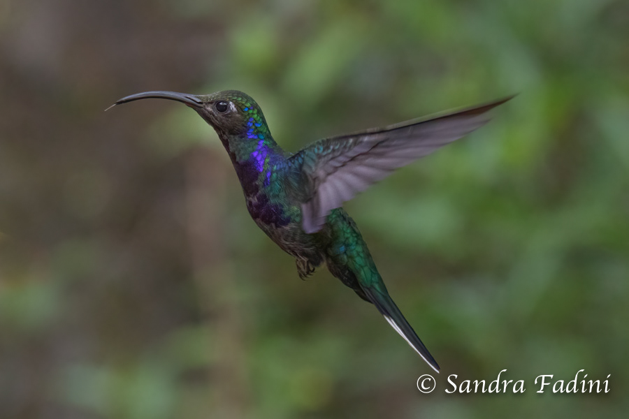 Violettdegenflügel (Campylopterus hemileucurus) 02 - Costa Rica