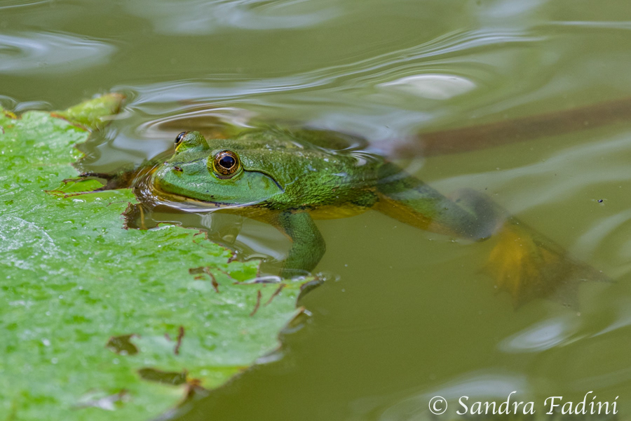 Indischer Teichfrosch (Euphlyctis hexadactylus) 02 - Sri Lanka