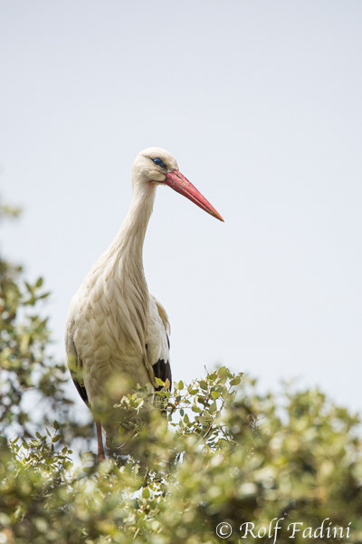 Weißstorch (Ciconia ciconia) 09 - Spanien