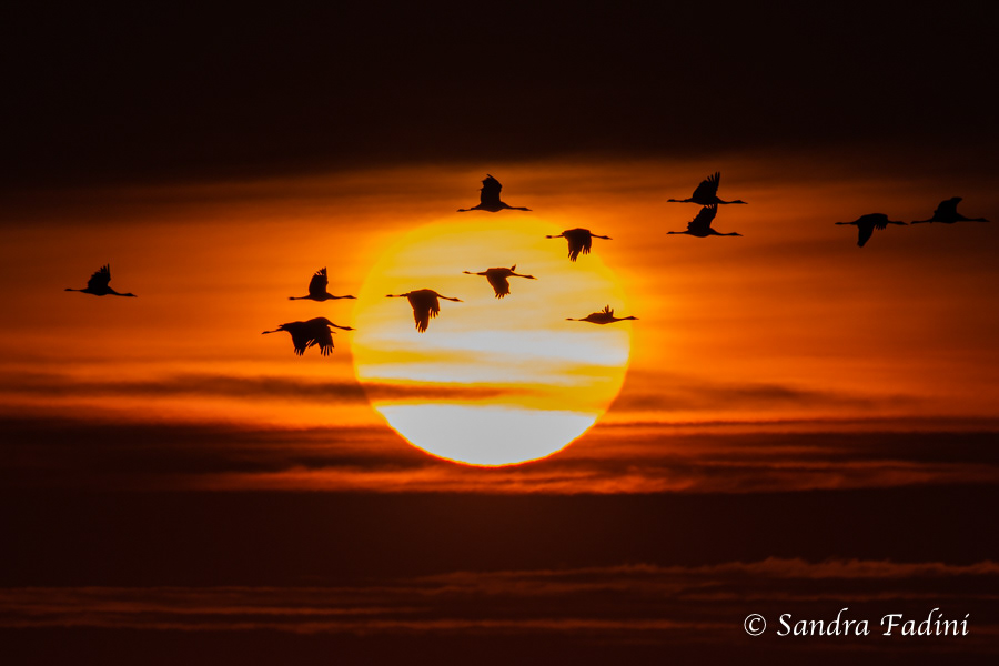 Kranich (Grus grus) 06 - bei Sonnenaufgang