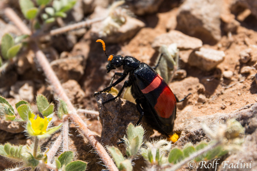 Blister Käfer (Mylabris oculata) 01 - Namibia