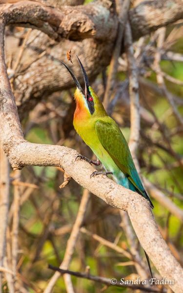 Blauschwanzspint (Merops philippinus) 01 - Sri Lanka