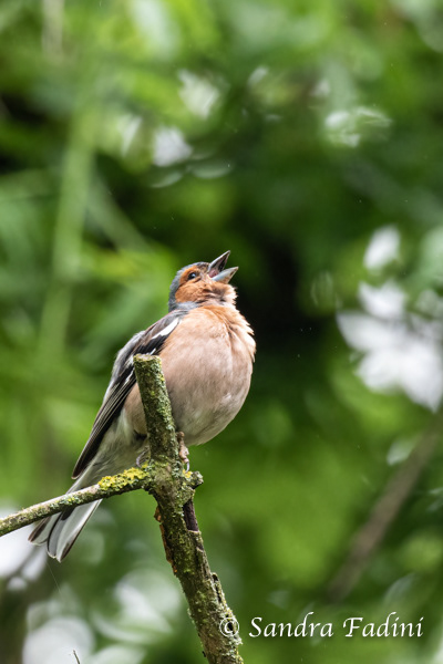 Buchfink (Fringilla coelebs) 03