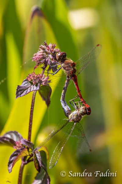 Gewöhnliche Heidelibelle (Sympetrum vulgatum) 05 - Paarungsrad