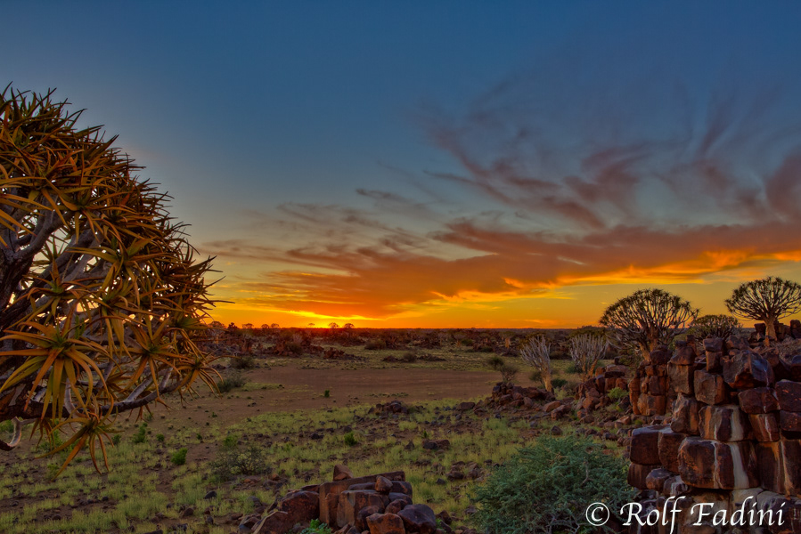 Namibia 04 - Köcherbaum (Aloe dichotoma) Sonnenuntergang