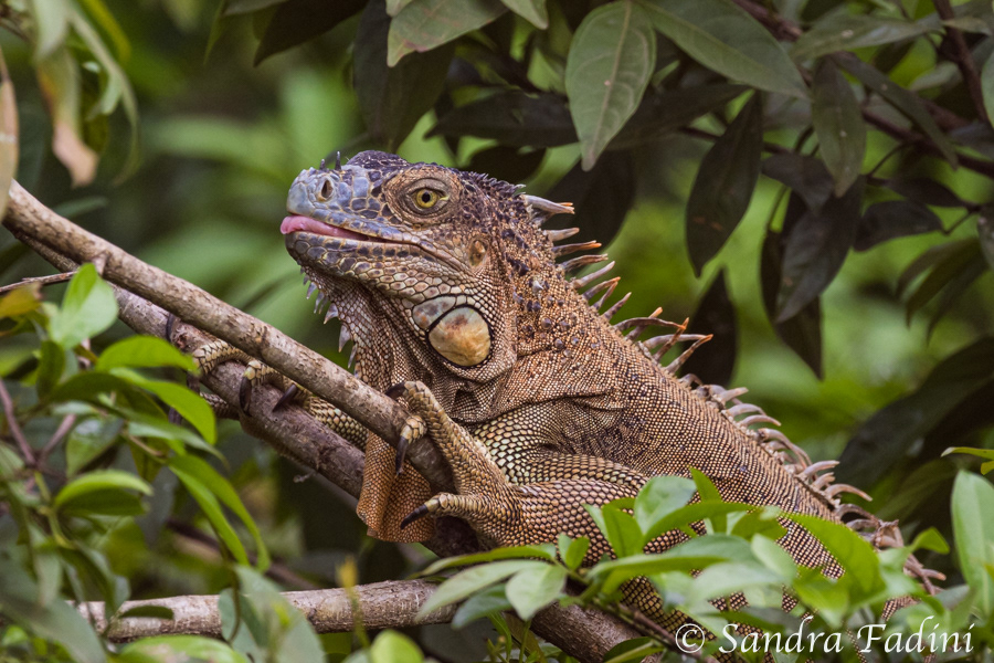 Grüner Leguan (Iguana iguana) 02 - Costa Rica