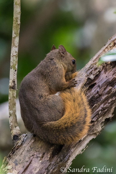 Rotschwanzhörnchen (Sciurus granatensis) 03 - Costa Rica