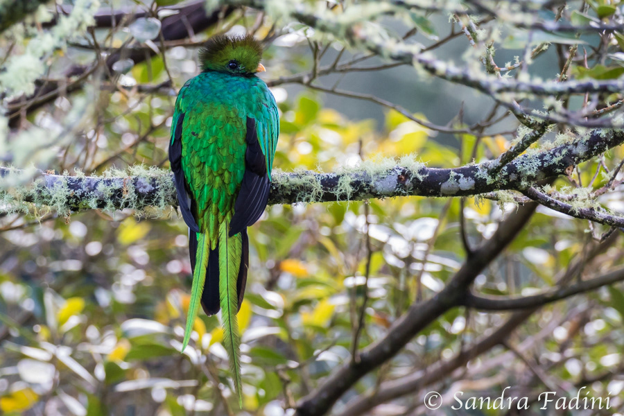 Quetzal (Pharomachrus mocinno) 07 - Männchen (Costa Rica)