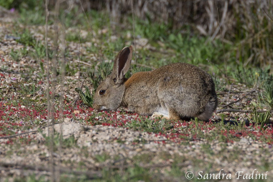 Iberischer Hase (Lepus granatensis) 01 - Spanien