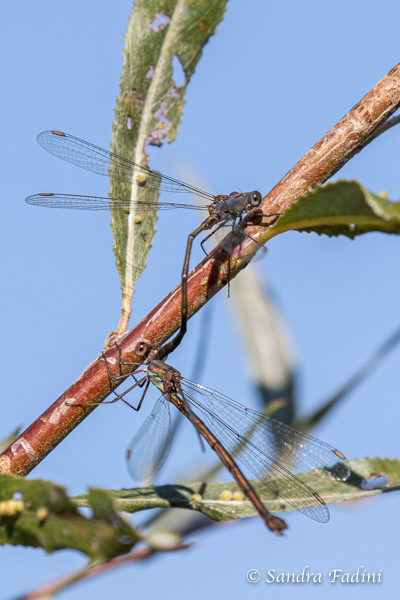 Westliche Weidenjungfer (Chalcolestes viridis) 01