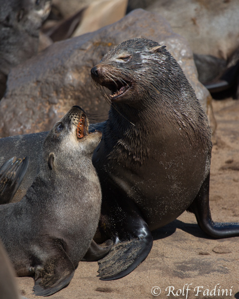 Südafrikanischer Seebär (Arctocephalus pusillus) 05 - Mutter mit Jungtier (Namibia)